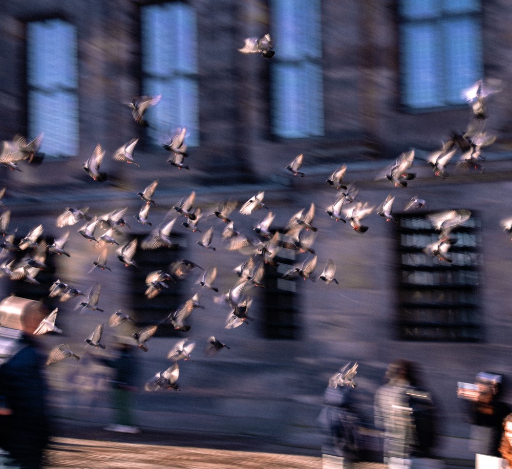 A flock of birds in flight across a city street